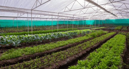 Elephantine Tales Gallery 3